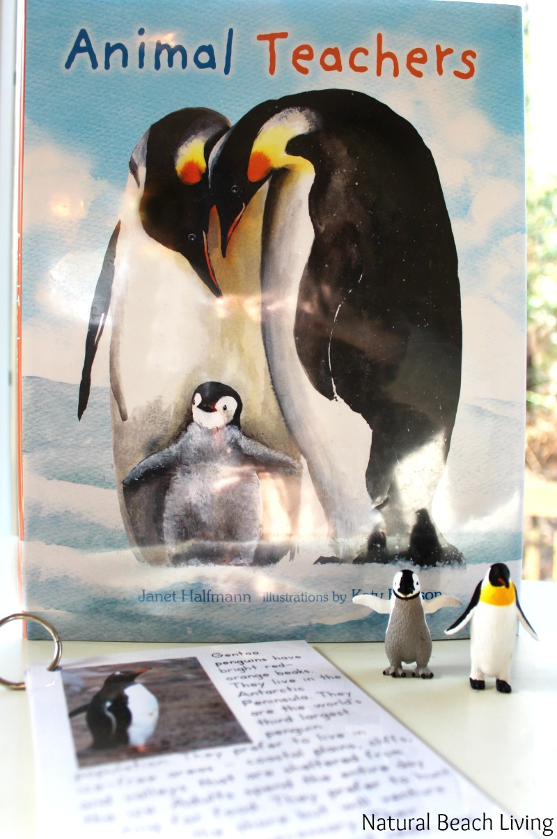 The Best Kindergarten And Preschool Penguin Activities