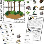 The Best Rainforest Printable Activities For Kids