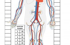 Circulatory System Lesson Plans For Elementary