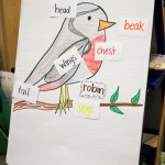 The First Part Of Our Kindergarten Bird Inquiry | Birds For