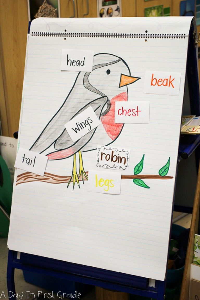 The First Part Of Our Kindergarten Bird Inquiry | Birds For