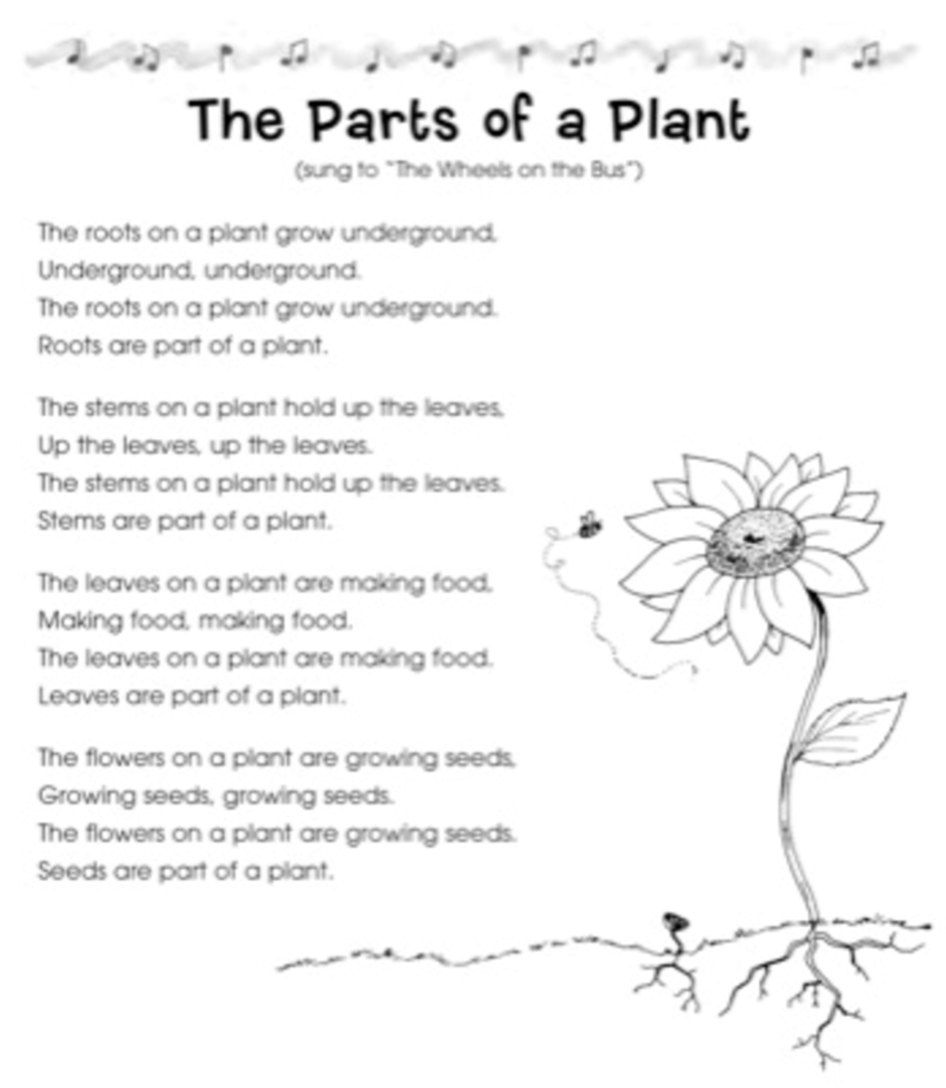 The Parts Of A Plant Song: To The Tune Of &amp;quot;the Wheels On The