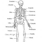 The Skeletal System: Hands On Learning Resources | Skeletal