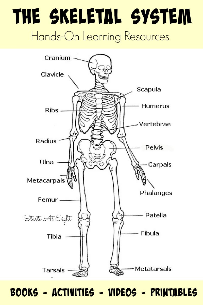 The Skeletal System: Hands-On Learning Resources | Skeletal