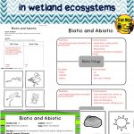Wetlands Biotic And Abiotic Interactions | Student Teaching