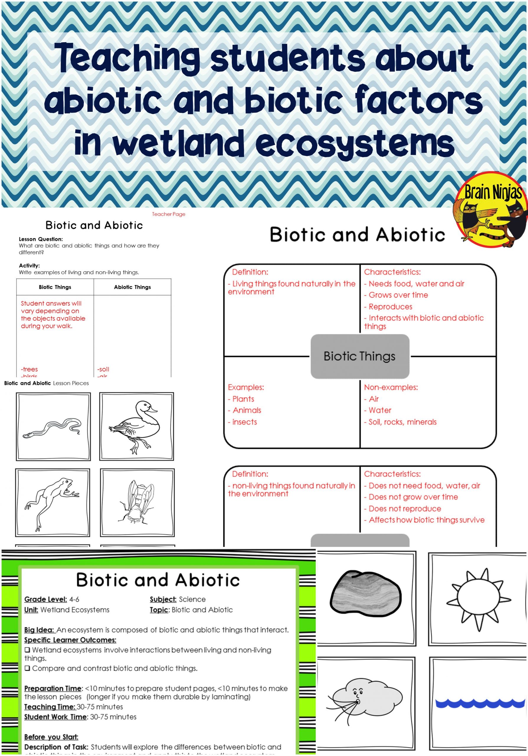 Wetlands Biotic And Abiotic Interactions | Student Teaching