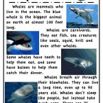 Whales.pdf | Whale Facts For Kids, Ocean Unit, Whale Facts