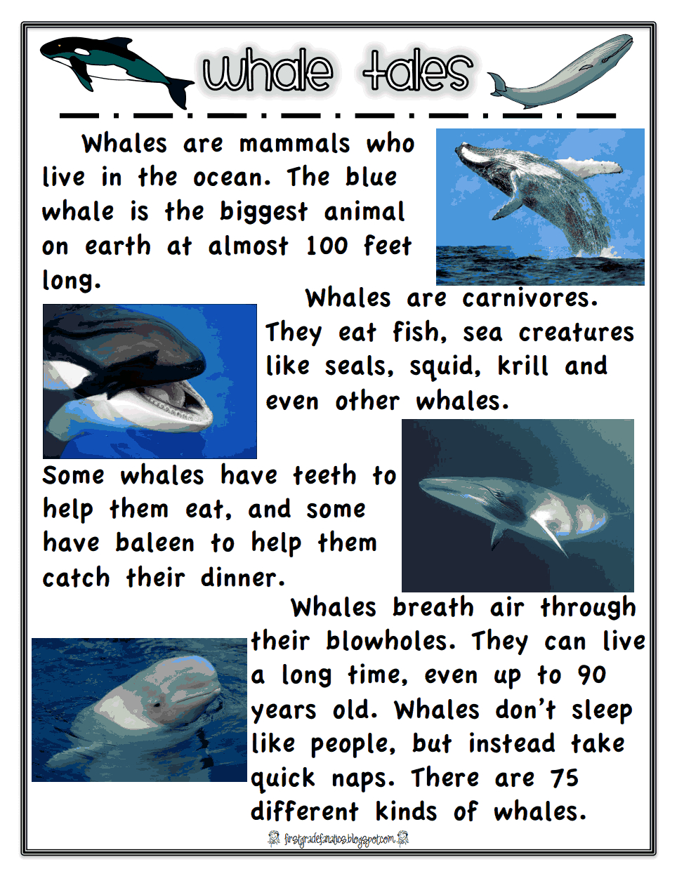 Whales.pdf | Whale Facts For Kids, Ocean Unit, Whale Facts