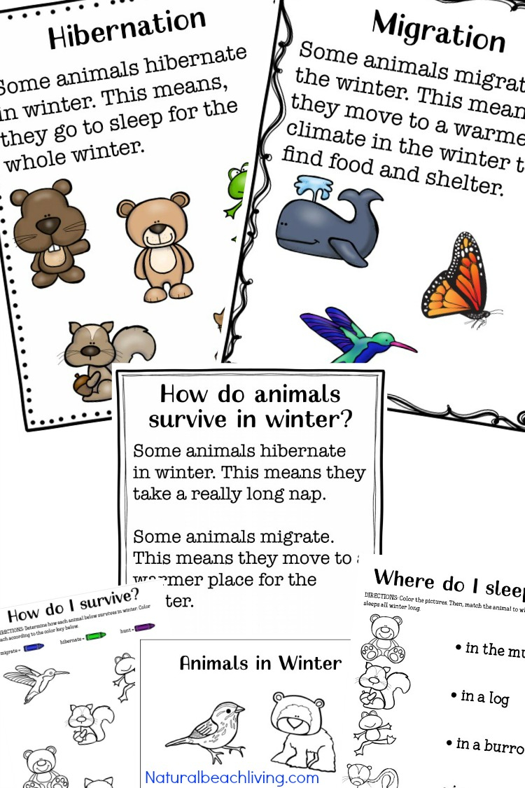 Winter Animals For Preschool Activities - Natural Beach Living