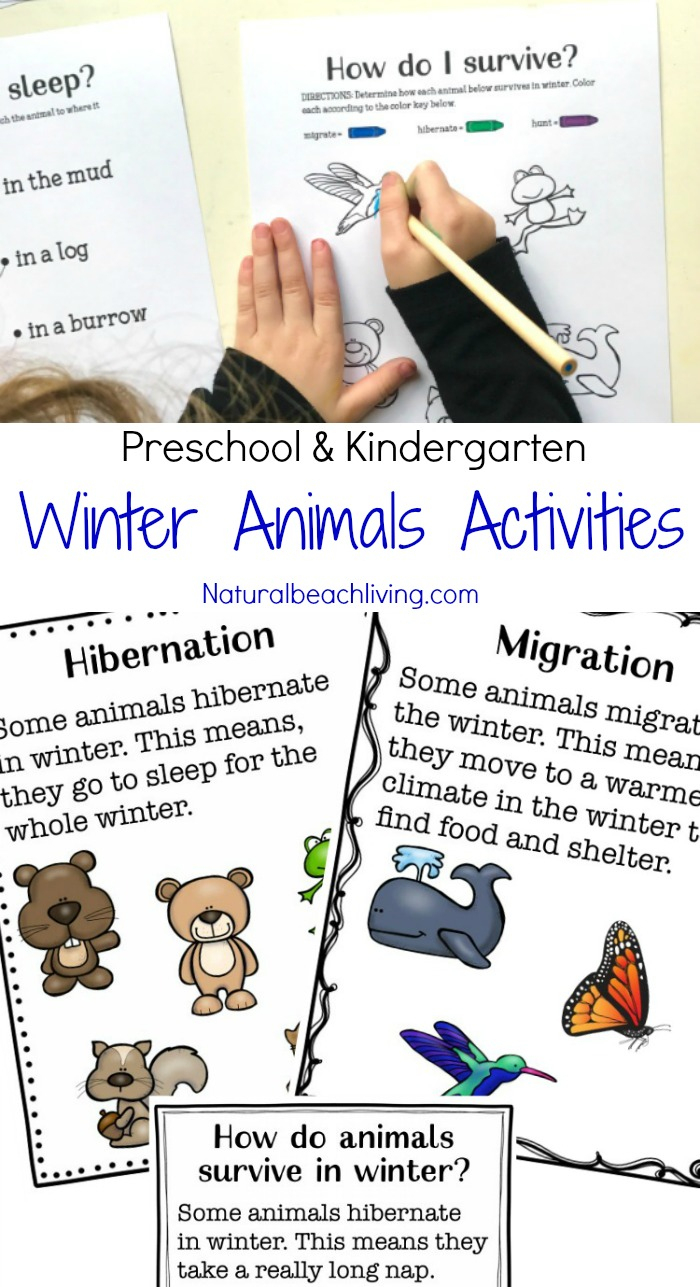 Winter Animals For Preschool Activities - Natural Beach Living
