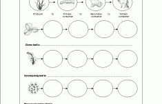 Worksheets On Food Chains | Food Chain Worksheet, Food Chain