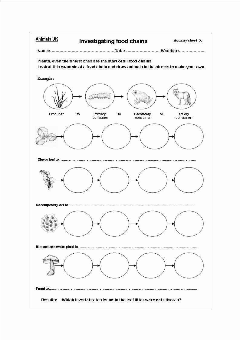 Worksheets On Food Chains | Food Chain Worksheet, Food Chain