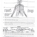 Worksheets On Nervous System For Grade 5 Kids | Cells